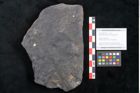 Foto (Objekt + Etikett) von Casuarinites cretaceus Ettingshausen (NHMW-GEO-2024-0188-10237)